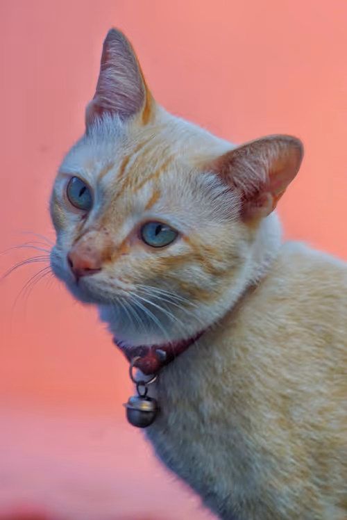 Item #45172585335081813343644153314495358007196078945782785289910377728187522088970 Media