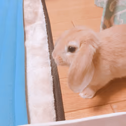#008 Rabbit Moco walking