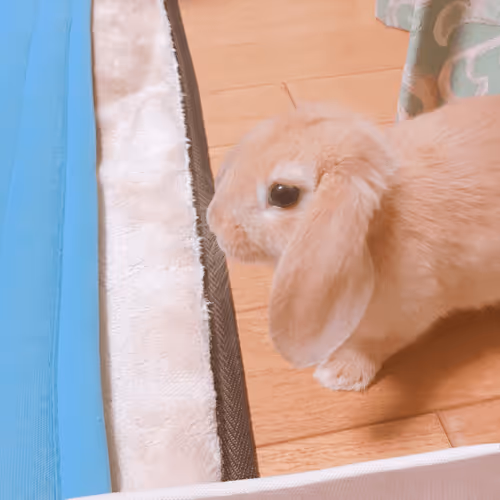 Item #94220630330454723061710033470046073138836428529071773719066634120794952695809 Media