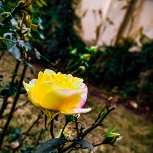 55818295820329983609487163817043702580222780591451757839559003106246265929729