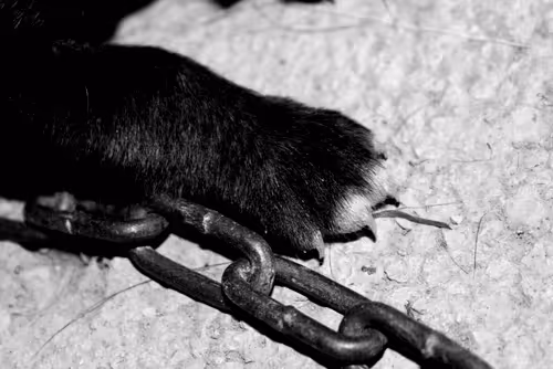 Item #55759144831528513760290913608152882105391237500945405139937590418525564960769 Media