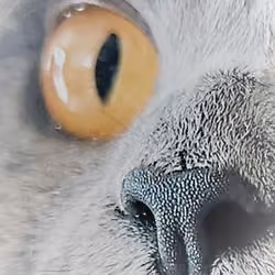 One Eye One Nose