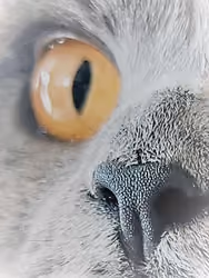 One Eye One Nose