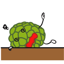SugarApple Man 18