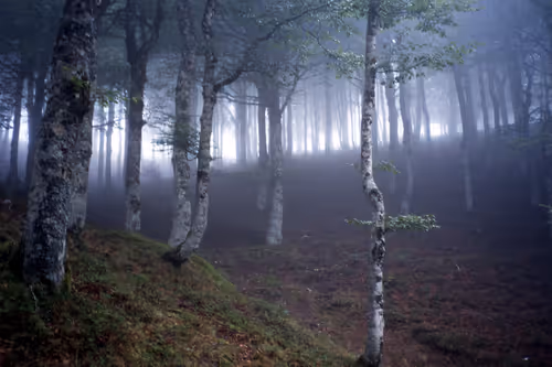 Item #61601413983432262200822046408210296549184035160504594584973518299587663626250 Media