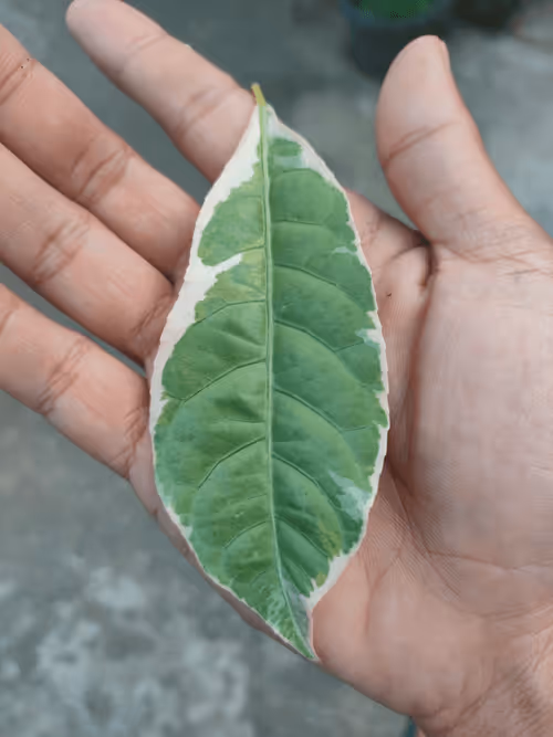 Item #31081804352330578596568685091517160537930858517835942894700270020799057887233 Media