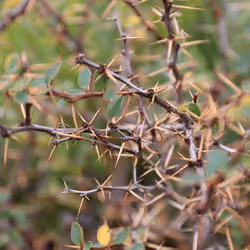 Prickly