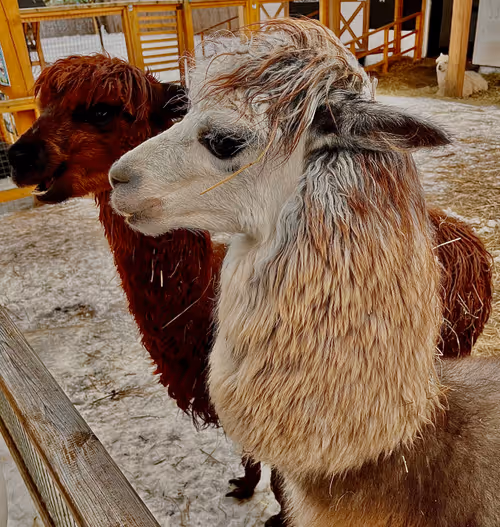 Item #97667262660927513367098743061774784750029703664735639522897976243367285096449 Media