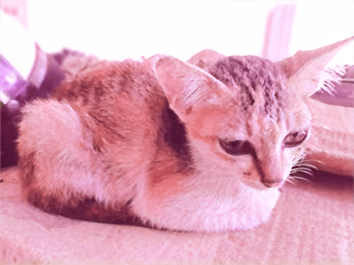 Item #74122138759525378795667626270866148487737655975912799548892276701448892317697 Media