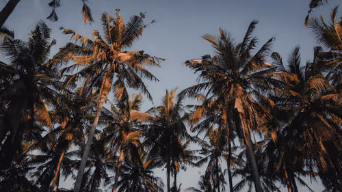 Item #36758969223495404699269639953612923914157556199761457656619876329106683461633 Media