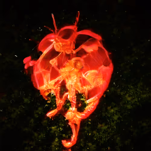 Binarymagicmanifestations E3SYbzk2m8