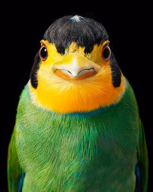 Item #112370055136976873505257154273647170847833529537345146098311242377218096103426 Media