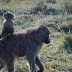 Baby baboon riding on his mothers back