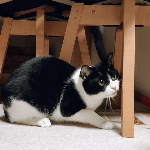 Item #21641457647604119415336293419062628234912656034096128592142110513435544387589 Media