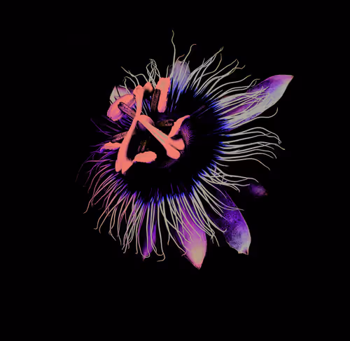 Item #92661736867094644765346633502554472433322046938768623010767439766466605350913 Media
