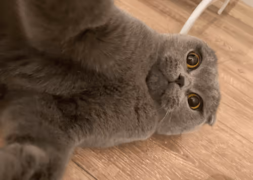 Item #71751047679511305985011817054352364605504148284906352718983005692448357744641 Media