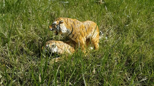 tow tigers in gass