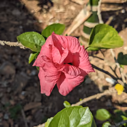 flower