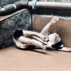 kitten wake up