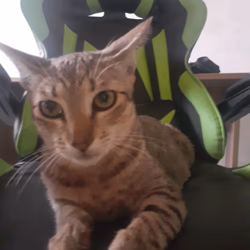 Item #4206968959528382267850550168117913088191590325513865346546053367051434590209 Media