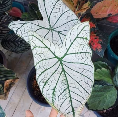 Item #111133222946557218225169832732539254882025415723090848839949307981591721541732 Media