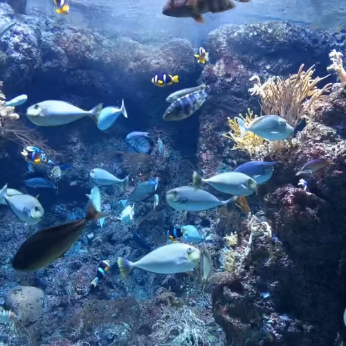 Free sea world