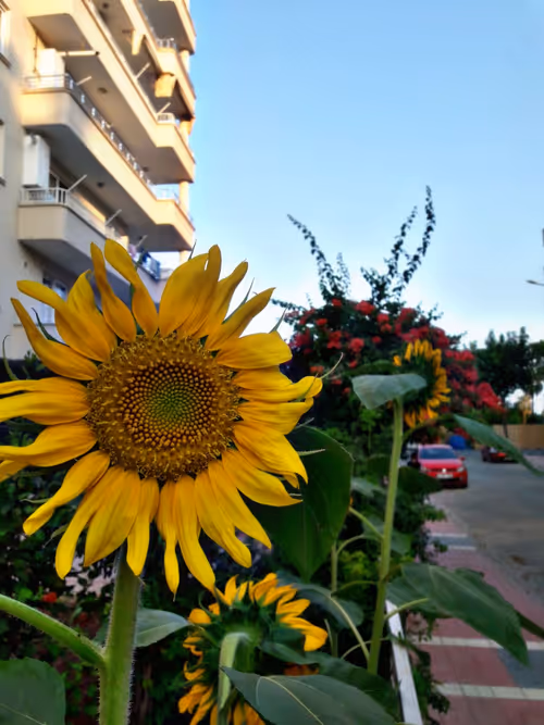 Item #44616301630561974021657187332907259092306651751540590085300476876758997532673 Media