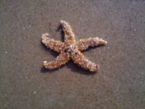 Item #84847574650965292404971500826691156411633346710644691667011505918122362142721 Media