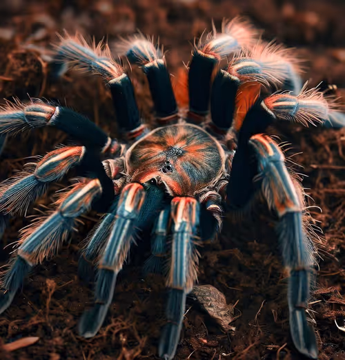 Item #32629033497862149408930826206756105431705138240909730861416849482826886676481 Media