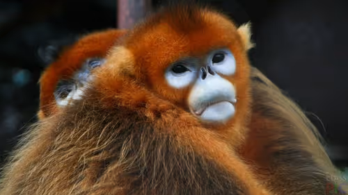 Item #45594647201663347778086533366212020564774309010196825968467676429508581261313 Media