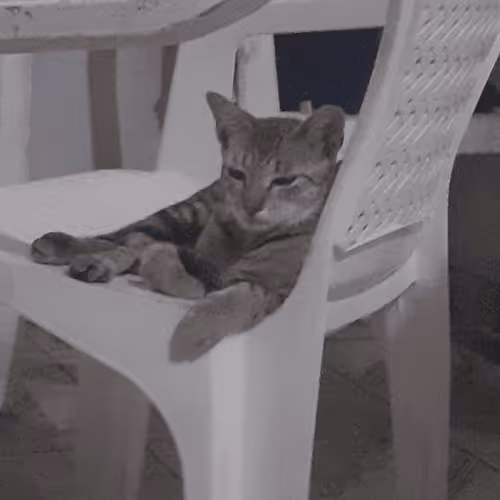 Item #4206968959528382267850550168117913088191590325513865346546053371449481101313 Media