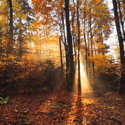 forest in fall 