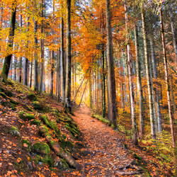 forest path 