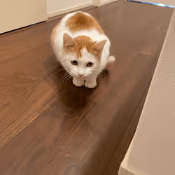 57432309319676179700798702069366385585354272226932054472084541788003265150977