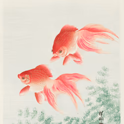 Ohara Koson - Two veil goldfish