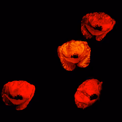Flowers #61