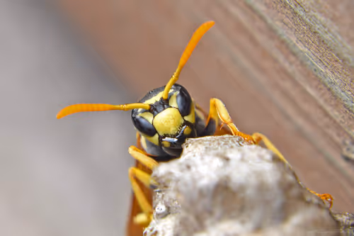 Item #71581581597643149467168648258107612895954652737946138187853336682234120241153 Media