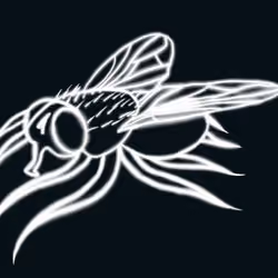 Squid Fly #18