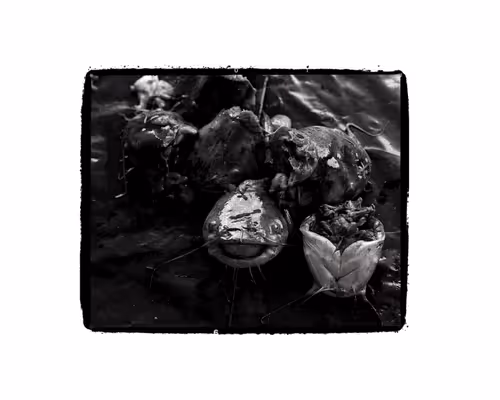 Item #83599687926685745467691618665042103825709360128144862769569122878020424564737 Media