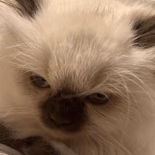 Item #15794007923744964589463280162252880392984187578375107792652798226802870845441 Media