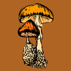 Two Shrooms #1