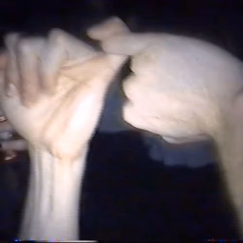 survived1 Collection