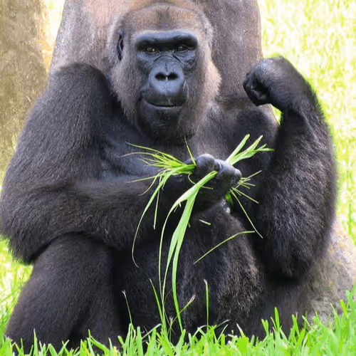 Item #108175385754913638577213036180834446424025282254093362741569171407051415355393 Media