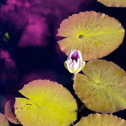 108175385754913638577213036180834446424025282254093362741569171455429926977537