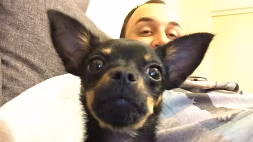 Dogieselfie