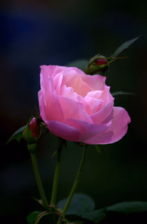 Item #56943947837122673731930897750220814689639948529564795848618456980346049134593 Media