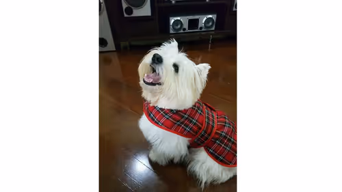 Item #67601003443604300478191000485730673486412790816827719444208960738319136718849 Media