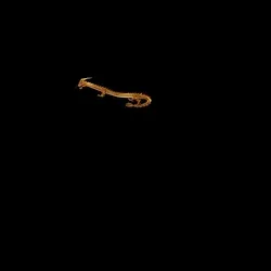 The golden dragon is flying, meaning "every rise, no fear"