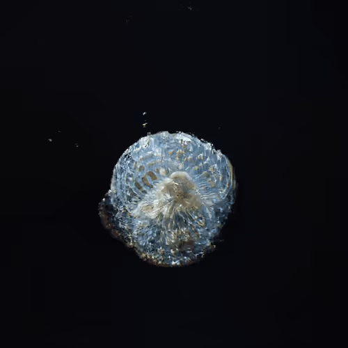 Item #4750064852715738149564930854294668621974194112560083604087540722647940726785 Media