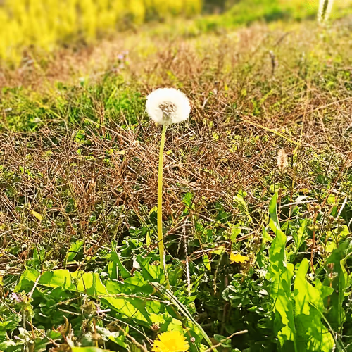 Item #75721668142432850247620023619442765532055823874438172619513057755536144990209 Media